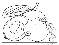 Basit Guava Boyama Sayfası