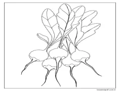 Beş Turp Boyama Sayfası