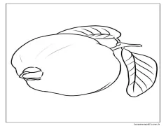 Bir Guava Boyama Sayfası