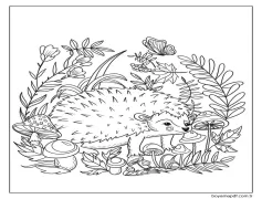 Bir Kirpi Boyama Sayfası