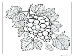 Çizmek Üzümler kolay Boyama Sayfası