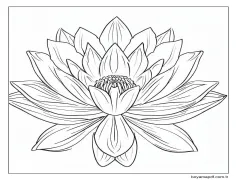 Çok Güzel Lotus Boyama Sayfası