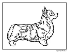 Corgi Ücretsiz Tasarım Boyama Sayfası