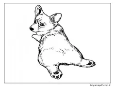 Corgi Yatarak Boyama Sayfası