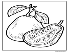 Guava çizimi Boyama Sayfası