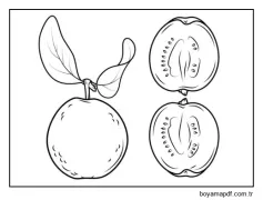 Guava ve Enine Kesiti Boyama Sayfası