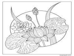 Güzel Lotus Çiçeği Boyama Sayfası