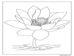 Güzel Lotus Çok Boyama Sayfası