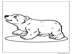 Hayvan Kutup Ayısı Boyama Sayfası