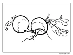 İki Basit Turp Boyama Sayfası