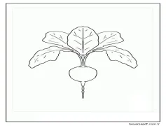 Kiraz Turp Boyama Sayfası