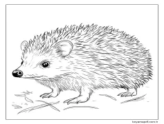 Kirpi 4'i çiz Boyama Sayfası