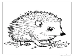 Kirpi 6'i çiz Boyama Sayfası