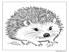 Kirpi 7'i çiz Boyama Sayfası