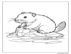 Kunduz Resim Boyama Sayfası