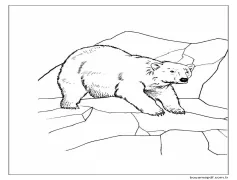 Kutup ayısı (1) Boyama Sayfası