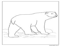 Kutup ayısı (8) Boyama Sayfası