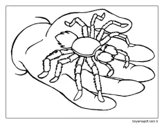 Örümcek 4 Yaş Çocuklar İçin Boyama Sayfası