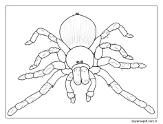 Örümcek Ücretsiz Boyama Sayfası