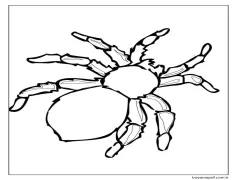 Örümcek Yazdırılabilir Boyama Sayfası