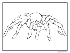 Örümcek Yazdırılabilir Görsel Boyama Sayfası