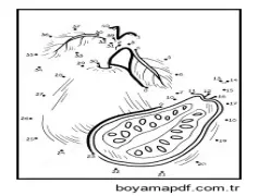 Sayıya Göre Guava Rengi Boyama Sayfası