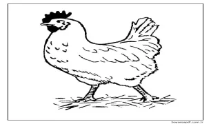 Sıradan Tavuk Boyama Sayfası