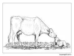 Temel Anne İnek ve Bebek İnek Boyama Sayfası