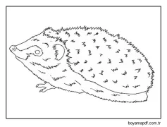 Temel Kirpi Boyama Sayfası