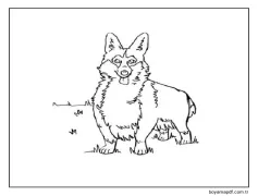 Tüylü Welsh Corgi Çimlerde Koşuyor Boyama Sayfası