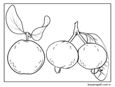 Üç Temel Guava Boyama Sayfası