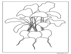 Üç Temel Turp Boyama Sayfası