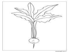 Yaprak ile Turp Boyama Sayfası