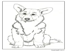 Yetişkin ve Akıllı Corgi Boyama Sayfası