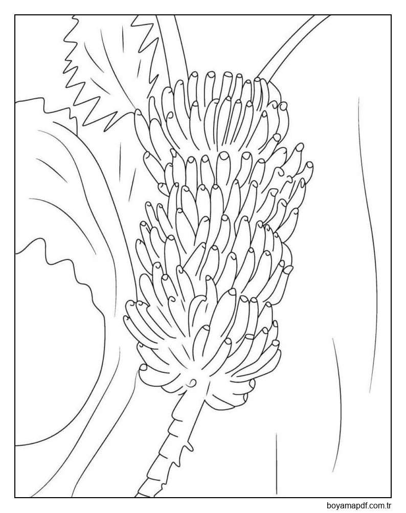 Ağaçta Bir Demet Muz Boyama Sayfası