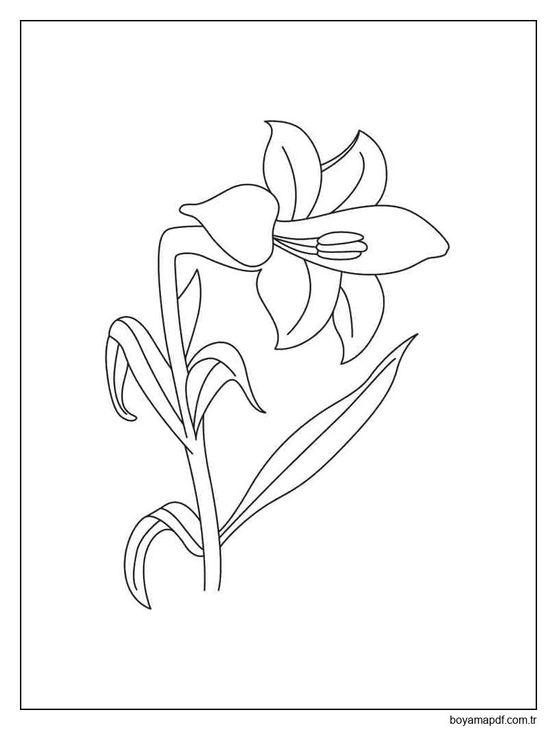 Bedava Zambak Çiçeği Boyama Sayfası