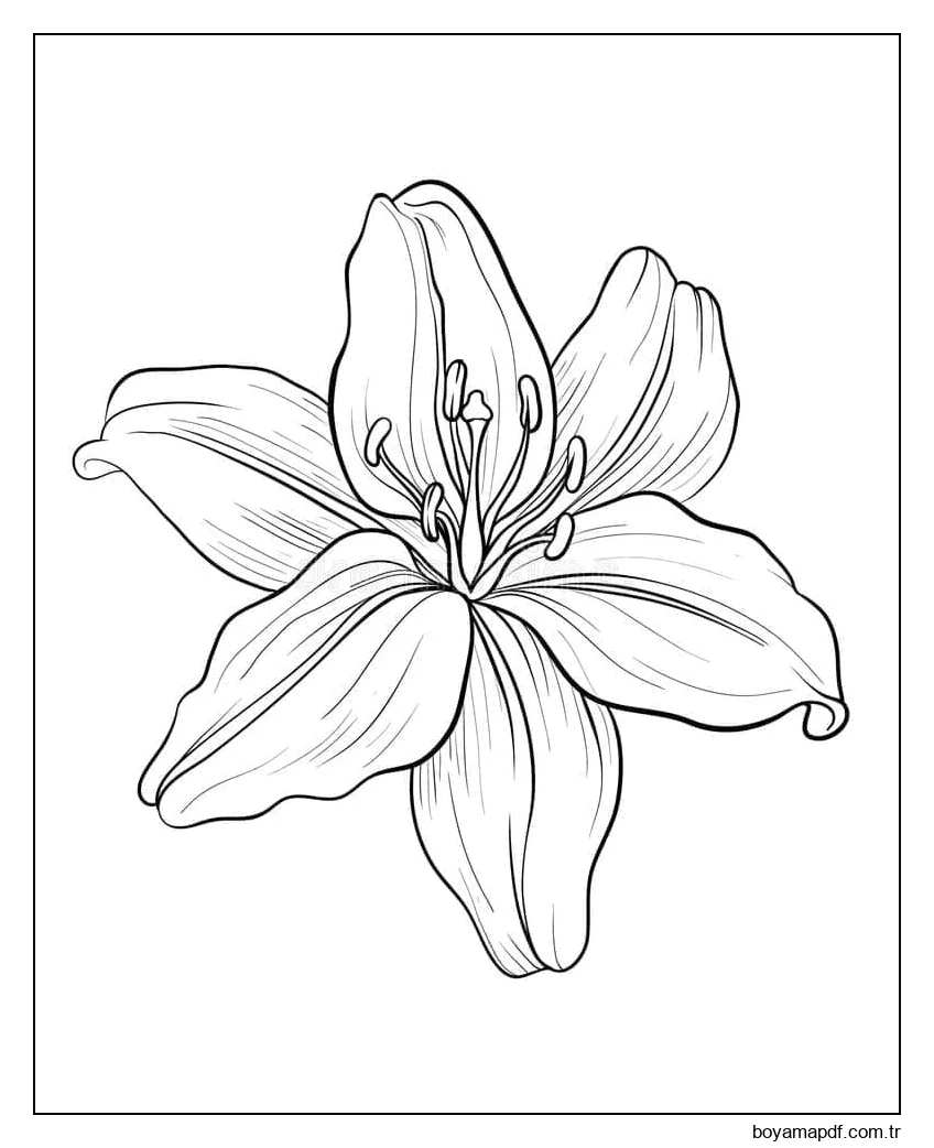 Bir Zambak Çiçeği Boyama Sayfası