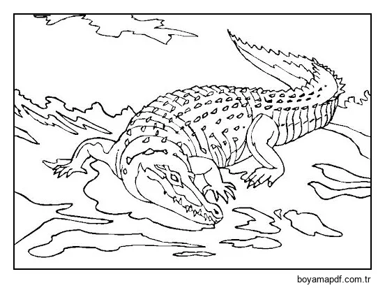 Büyük Timsah Boyama Sayfası