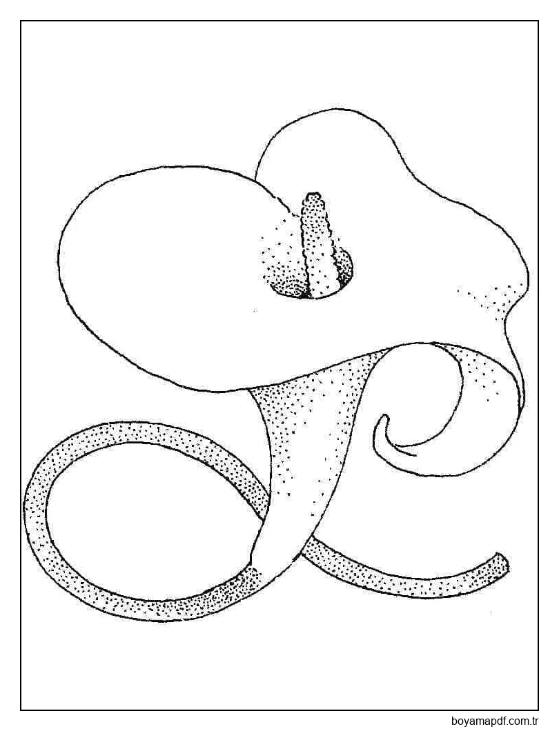 Calla Zambak Çiçeği Boyama Sayfası
