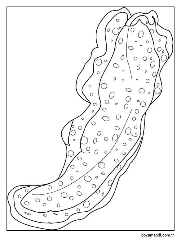 Deniz Solucanı Boyama Sayfası