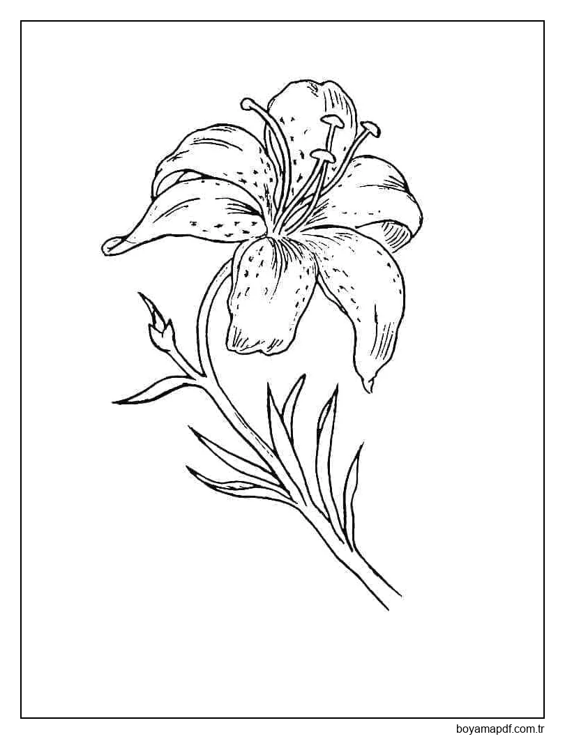 Güzel Zambak Ücretsiz Boyama Sayfası