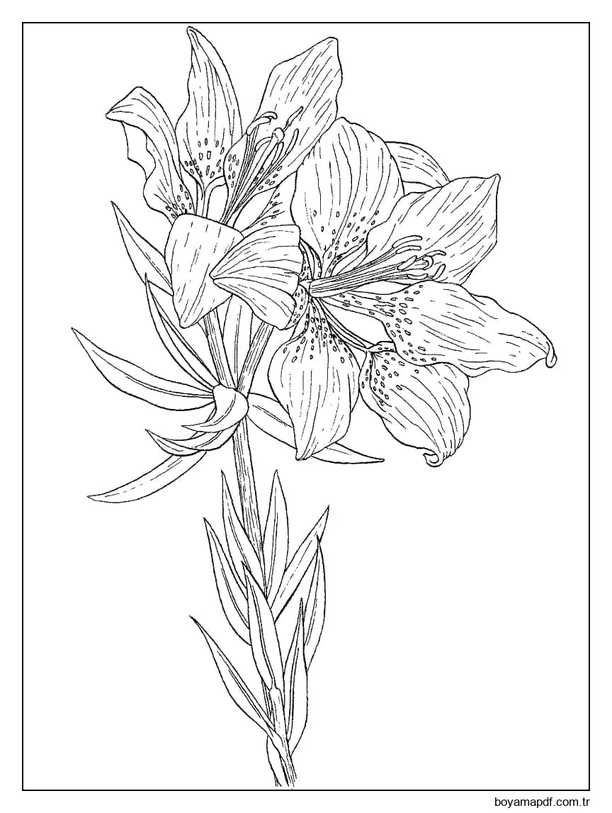 Güzel Zambaklar Bedava Boyama Sayfası
