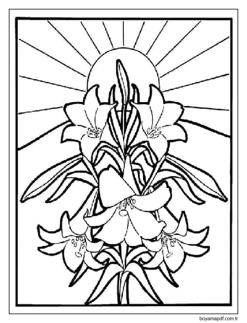 Güzel Zambaklar Boyama Sayfası