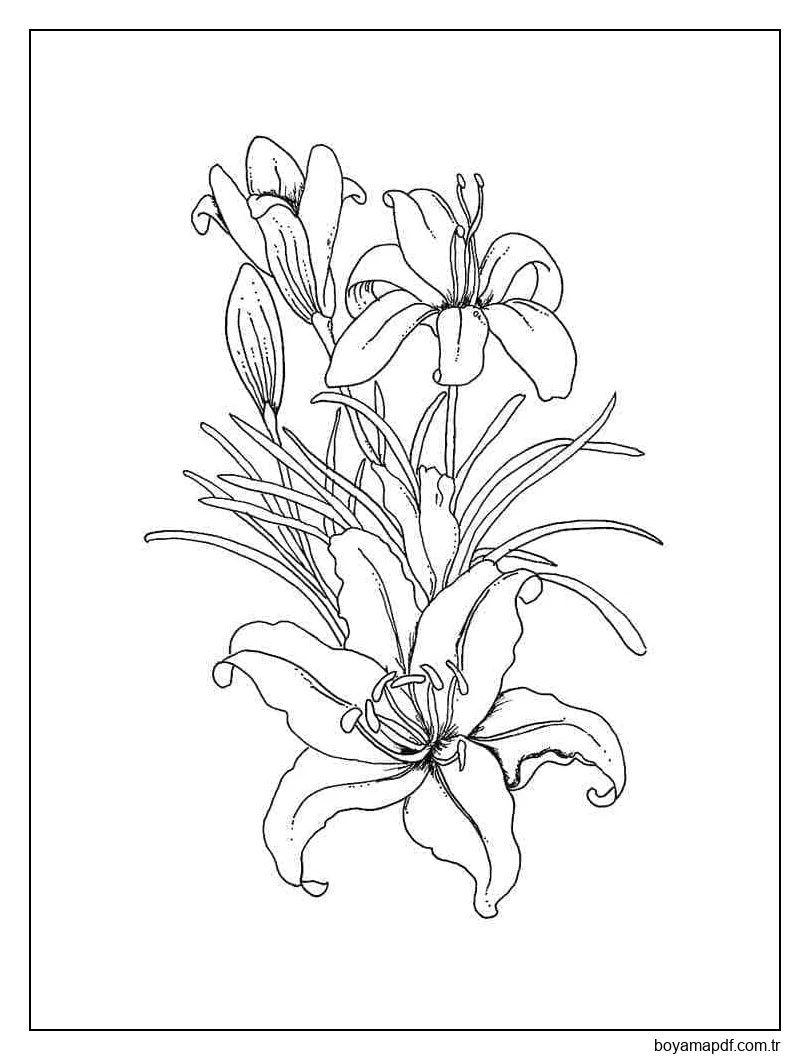 Harika Zambaklar Boyama Sayfası