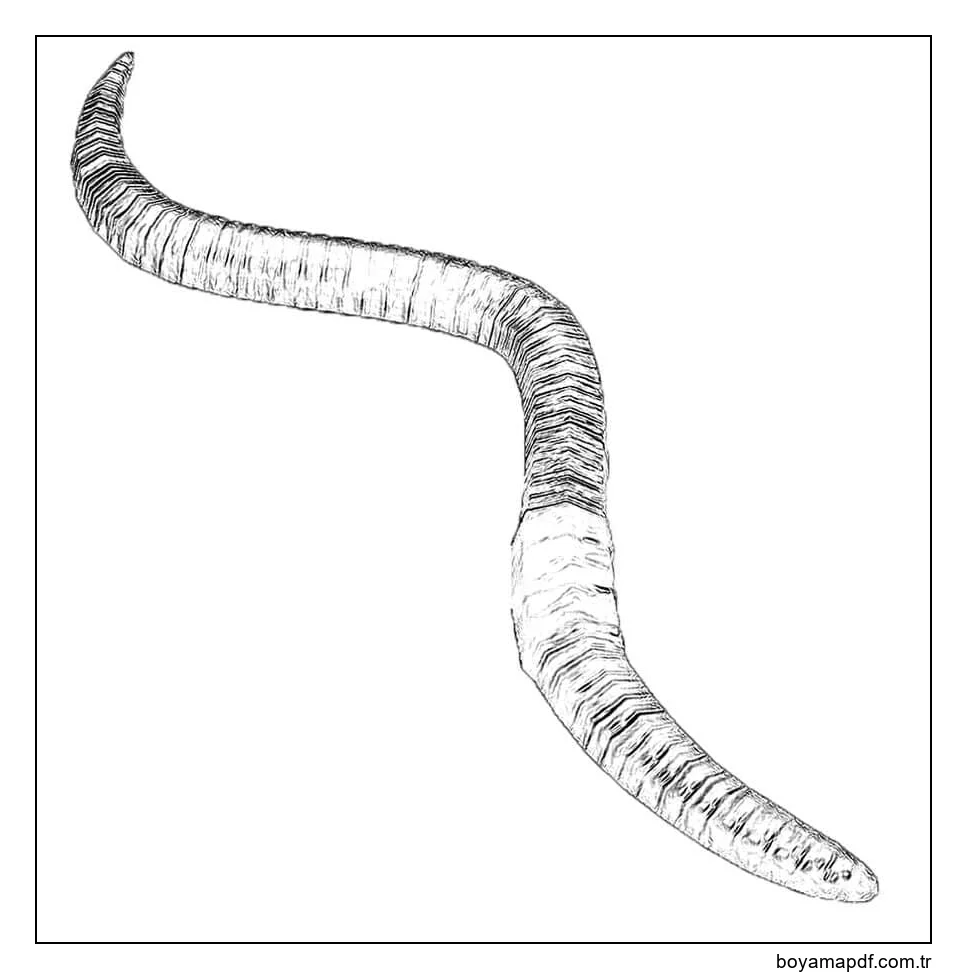 İyi Solucan Boyama Sayfası