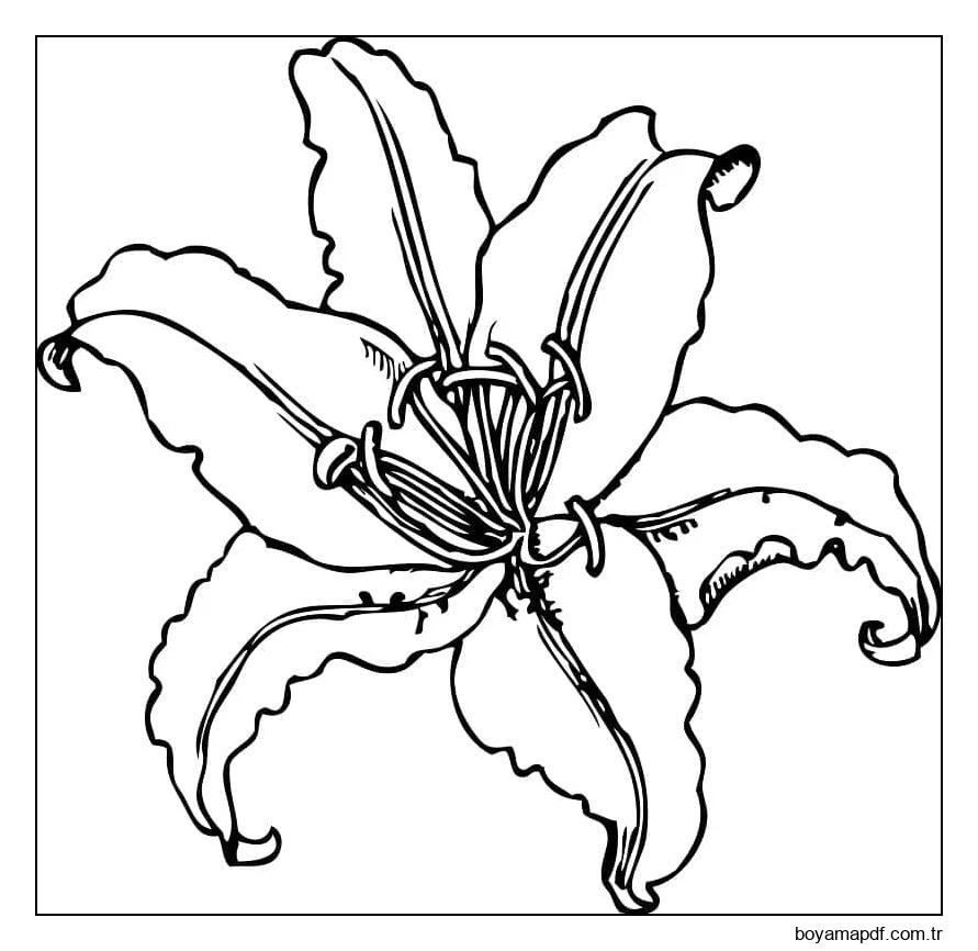 Kaplan Zambak Çiçeği Boyama Sayfası