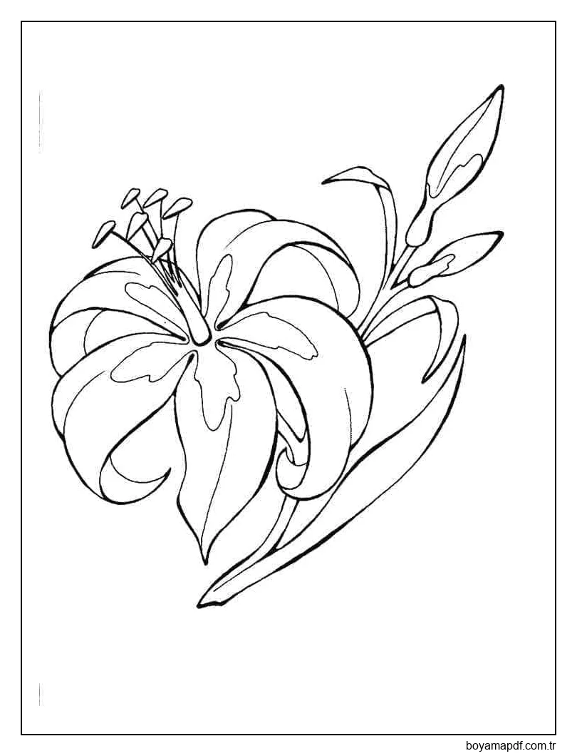 Özgür Zambak Boyama Sayfası