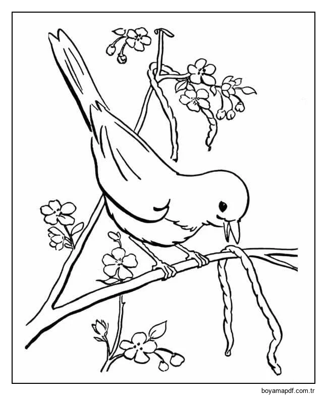 Solucanlı Kuş Boyama Sayfası