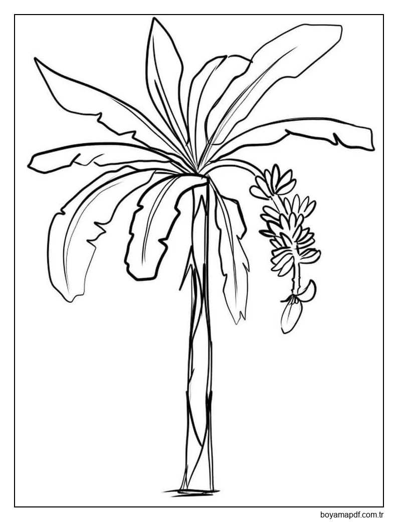 Temel Muz Ağacı Boyama Sayfası