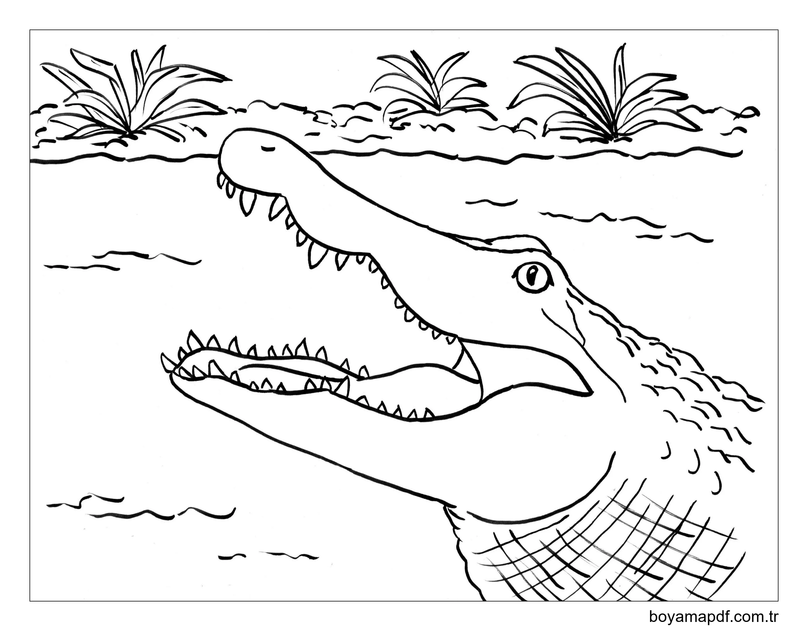 Timsah Yüzü Boyama Sayfası